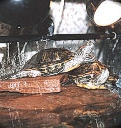 Odpoczynek żółwia w części lądowej
