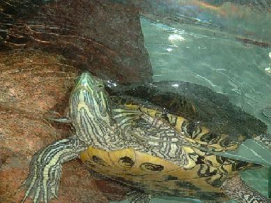 Odpoczynek żółwia